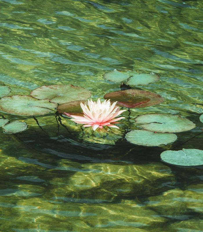 Vibrant green leaves and clear water as symbols of wellness and health